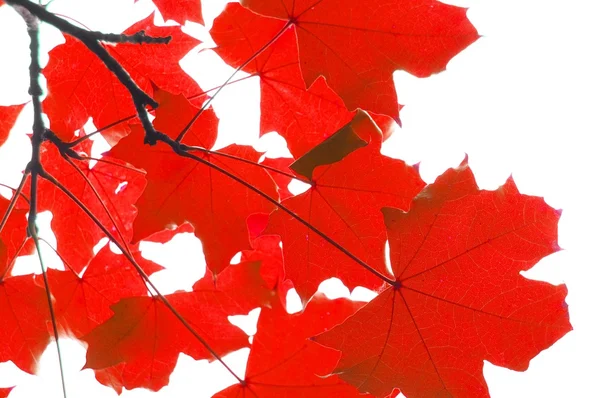 Rode Herfstbladeren — Stockfoto