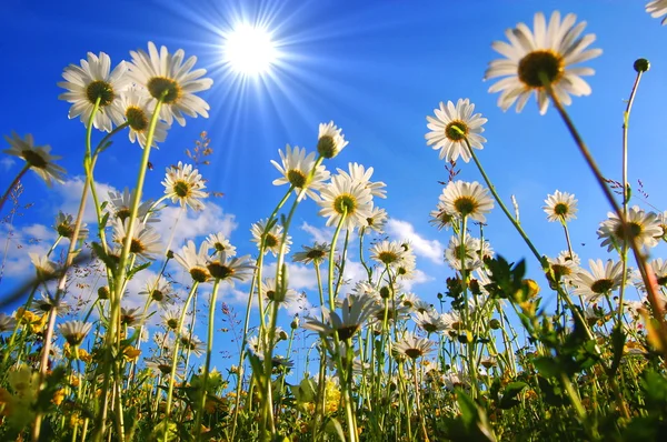 Daisy blomman från nedan med blå himmel — Stockfoto