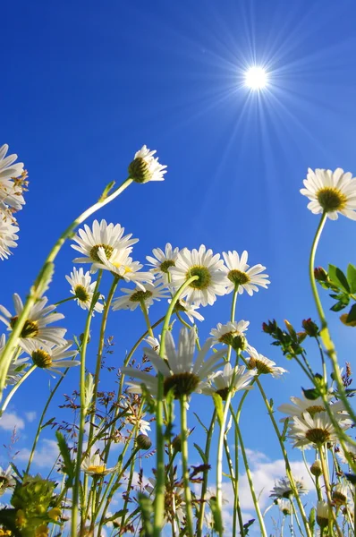 Sedmikráska květ pod modrou oblohou — Stock fotografie