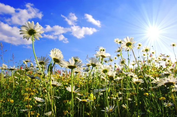Sedmikráska květ zespodu s modrou oblohou — Stock fotografie