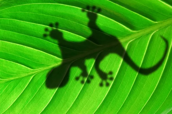 Gecko σκιά σε φύλλο — Φωτογραφία Αρχείου