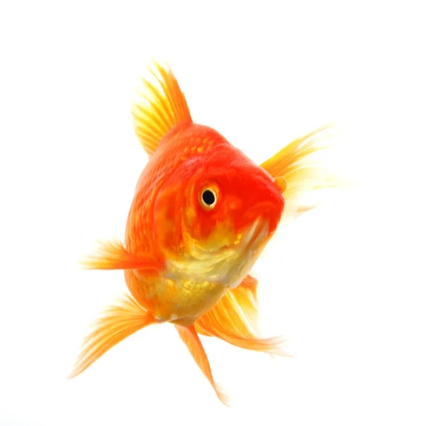 Peixe-vermelho — Fotografia de Stock