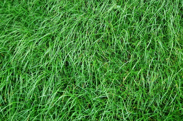 Texture dell'erba — Foto Stock