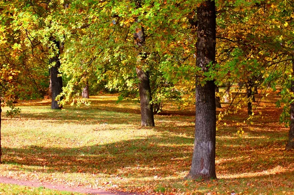 Foresta e giardino con foglie d'oro in autunno — Foto Stock