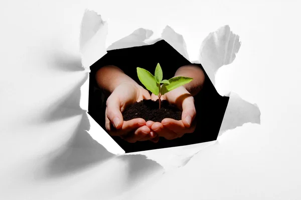 Hole in paper and plant in hands — Stock Photo, Image