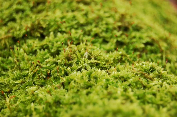 Dosh verde en el bosque — Foto de Stock