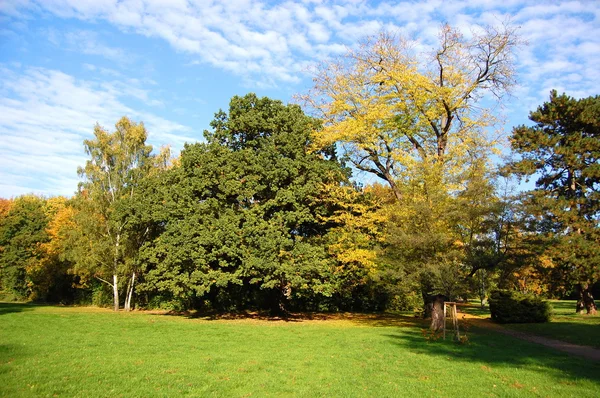 Падение в парке с зелеными деревьями под голубым небом — стоковое фото