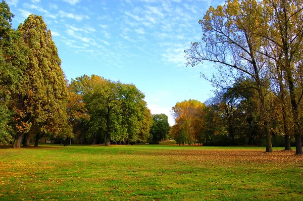 Падіння в парку з зеленими деревами під блакитним небом — стокове фото