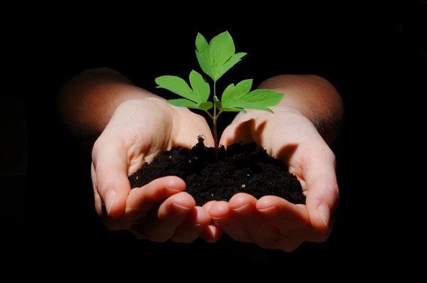 Young plant with soil in hands — Stock Photo, Image