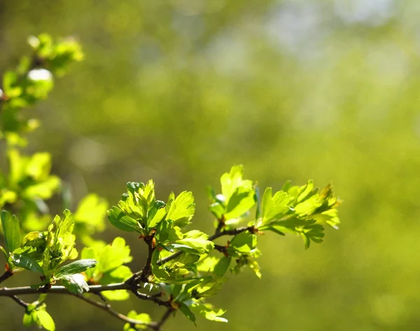 绿色春天树叶 — 图库照片