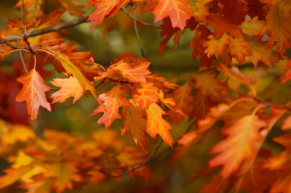 Herbst im Park mit grünen Bäumen unter blauem Himmel — Stockfoto
