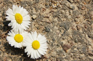 Papatya