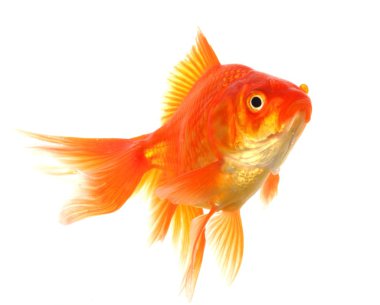 Goldfish clipart