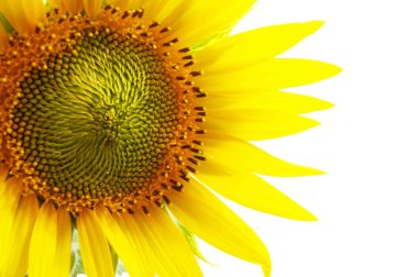 Sunflower clipart