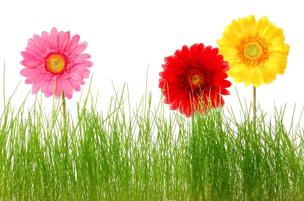 Květina a trávy — Stock fotografie