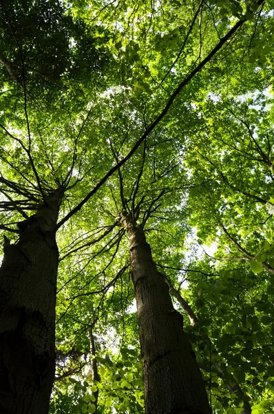 stock image Trees in the woods