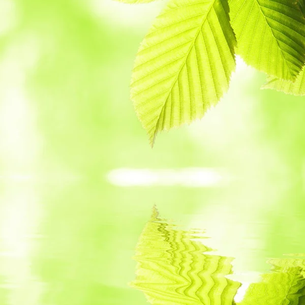 Зеленый лист и вода — стоковое фото