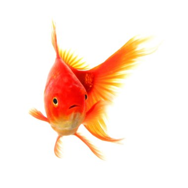 Goldfish clipart