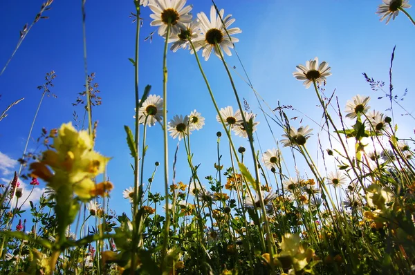 Daisy blomman från nedan med blå himmel — Stockfoto