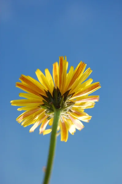 Λουλούδι κάτω από μπλε καλοκαιρινό ουρανό — Φωτογραφία Αρχείου