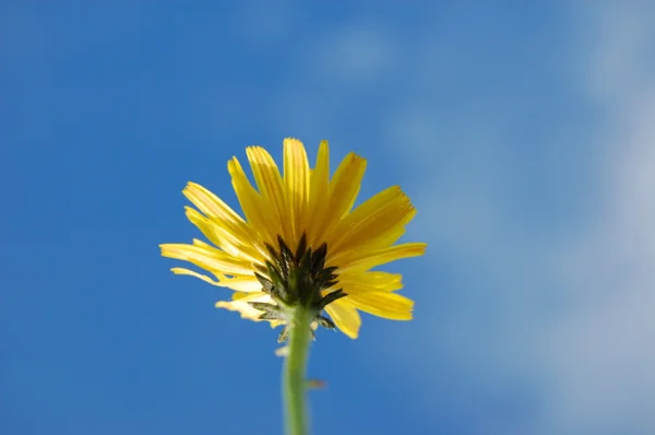 Λουλούδι κάτω από μπλε καλοκαιρινό ουρανό — Φωτογραφία Αρχείου