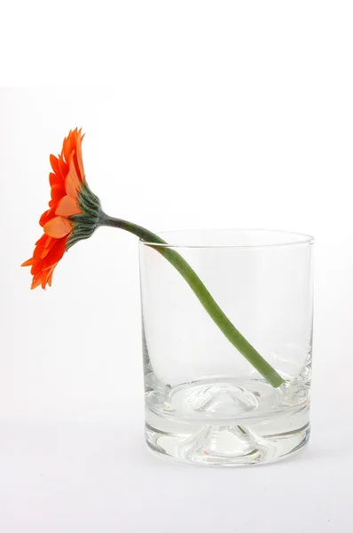 Isolated flower on white — Stock Photo, Image