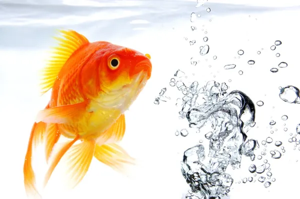 stock image Goldfish