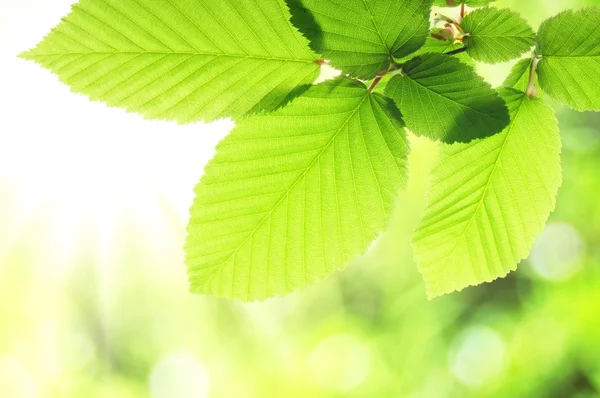 Green summer leaf — Stock Photo, Image