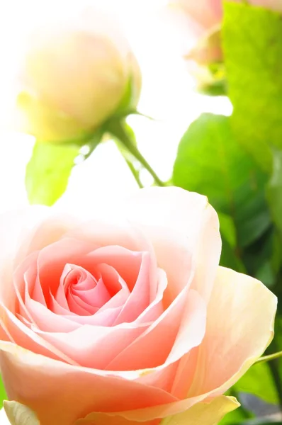 Φωτεινά ροζ τριαντάφυλλα — Φωτογραφία Αρχείου