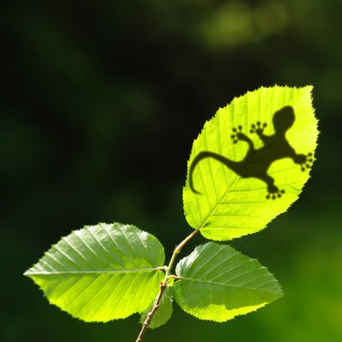 Yeşil orman yaprağı ve gecko