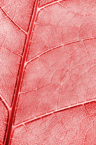 추상적인 색된 잎 텍스처 — 스톡 사진