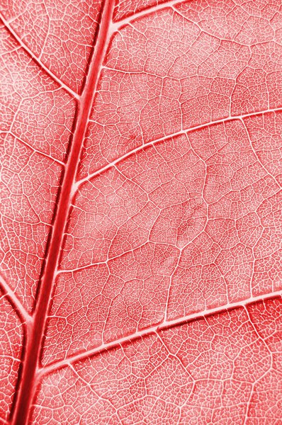 Abstract colored leaf texture