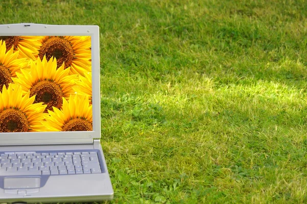 Laptop y flor — Foto de Stock