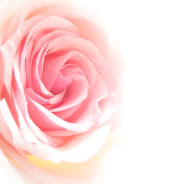 Rosa brilhante rosas — Fotografia de Stock