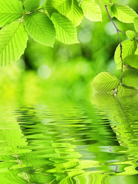 Yeşil yaprakları ve su — Stok fotoğraf
