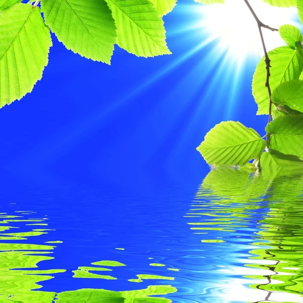 Zelený list a voda — Stock fotografie