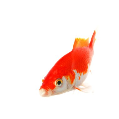 Goldfish clipart