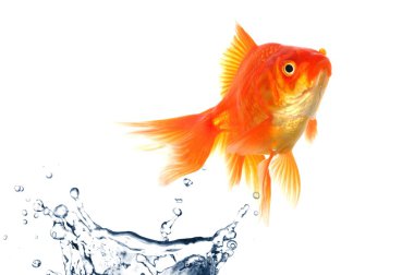 Goldfish clipart