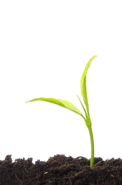 Beyaz genç bitki — Stok fotoğraf