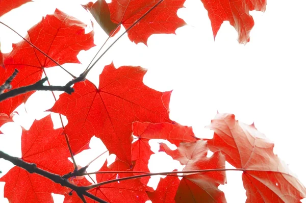 Folhas vermelhas da queda — Fotografia de Stock