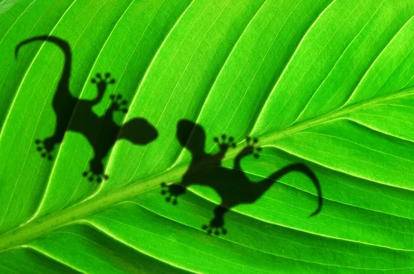 stock image Gecko shadow on leaf