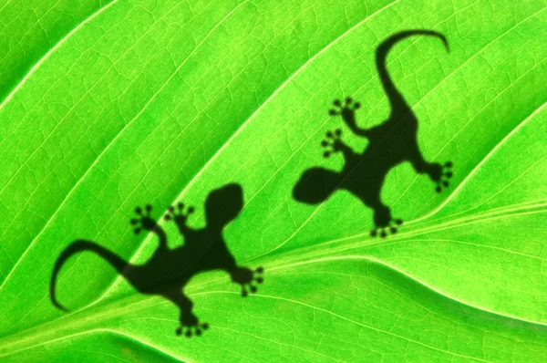 stock image Green jungle leaf and gecko