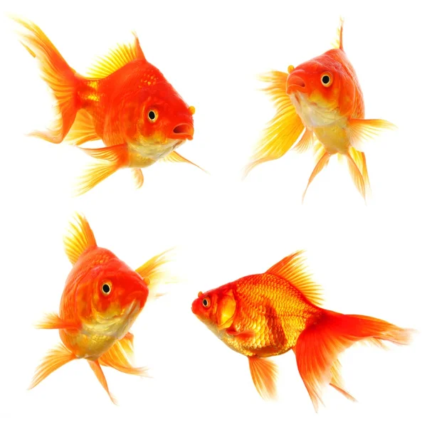 Colección Goldfish —  Fotos de Stock