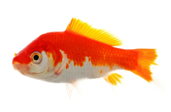 Pesce rosso — Foto Stock