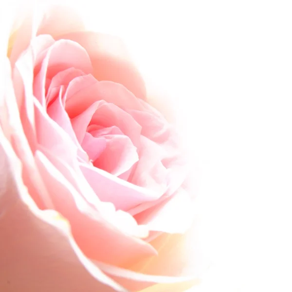 Ροδαλό λουλούδι — Φωτογραφία Αρχείου