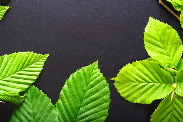 stock image Leaf frame