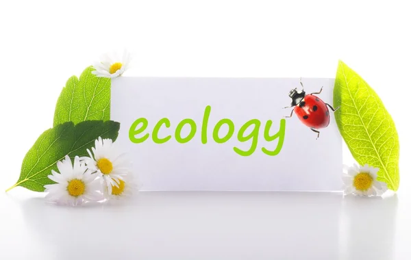 Ecologia — Fotografia de Stock