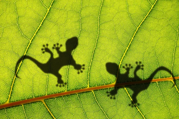 Listy zelené džungle a gecko — Stock fotografie
