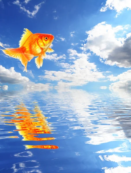 Синее небо и золотые рыбки — стоковое фото