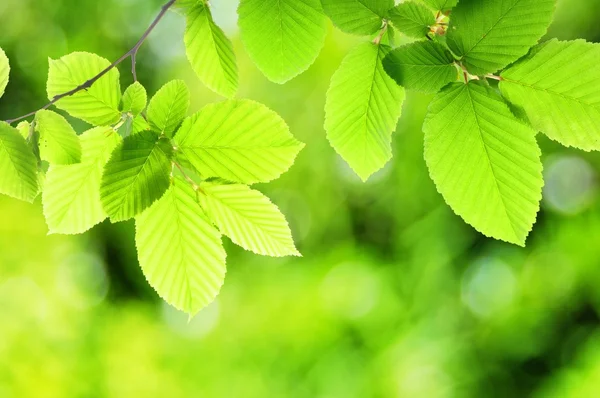 绿色夏季叶 — 图库照片